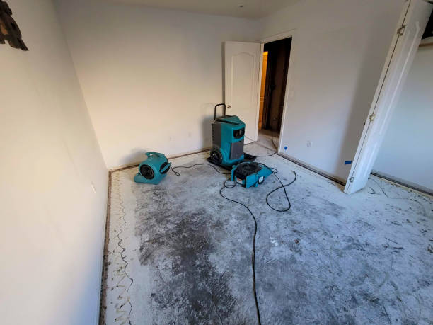 Best Mold removal after water damage  in Warrenton, MO